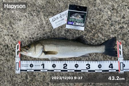 潮位が低く感じる日