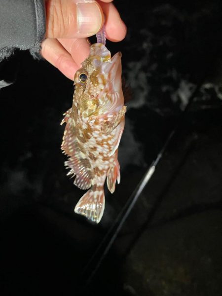 予報と違う風(๑•ૅㅁ•๑)