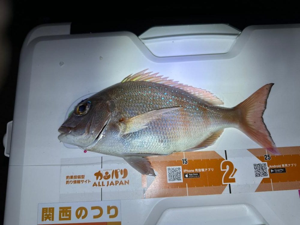 乗っ込みカレイ狙い