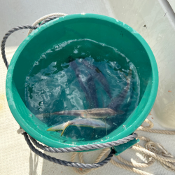 アジ/サビキ釣り