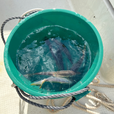 アジ/サビキ釣り