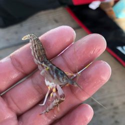 日間賀島付近で船釣り