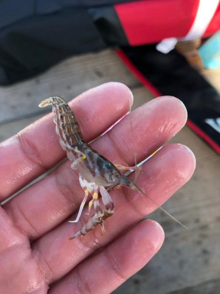 日間賀島付近で船釣り