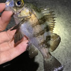 ライトゲームでアジ、メバル、ガシラ