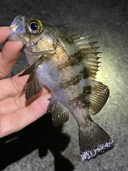 ライトゲームでアジ、メバル、ガシラ