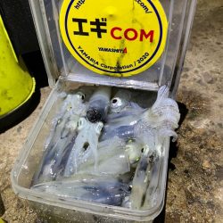 ヒイカ釣り🎣(^.^)