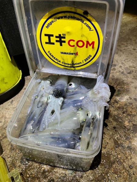 ヒイカ釣り🎣(^.^)