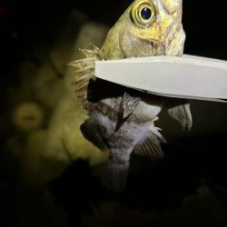 爆風ライトゲーム