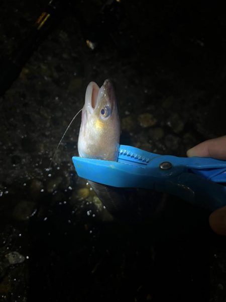 深夜のアナゴ ＆デカガシラ