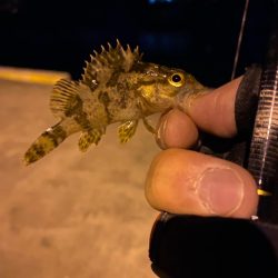 アジング&メバリング