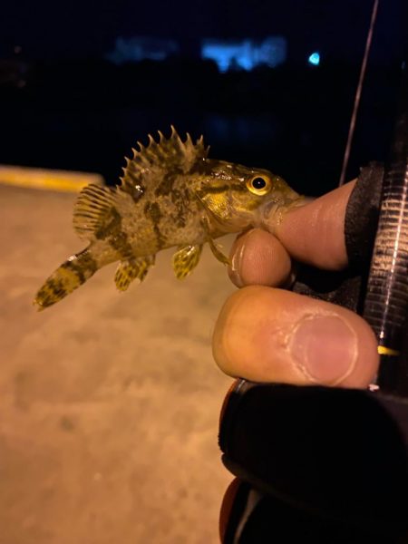 アジング&メバリング