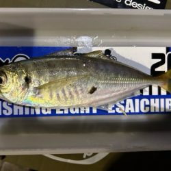 寒くてもアジング