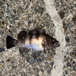 冬のライトゲーム