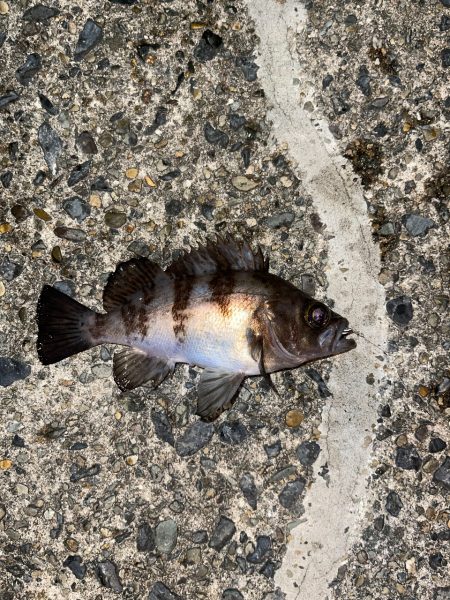 冬のライトゲーム