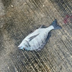 カゴ釣りで尺アジ