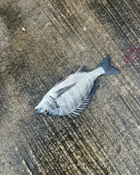 カゴ釣りで尺アジ