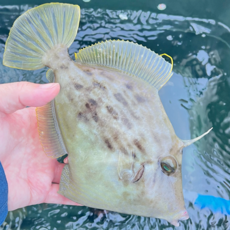 カワハギ/カワハギ仕掛け