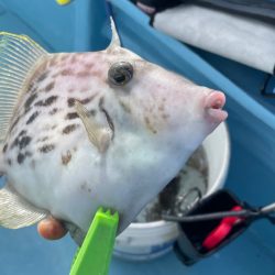 相模湾でのカワハギ