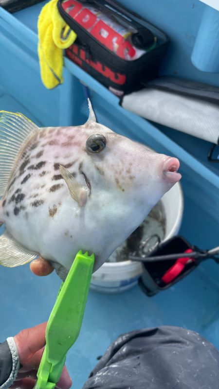 相模湾でのカワハギ