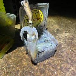 まだまだヒイカ釣れますよ(^.^)