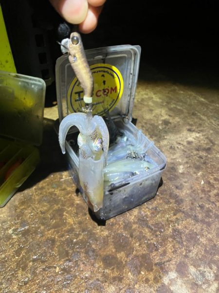 まだまだヒイカ釣れますよ(^.^)