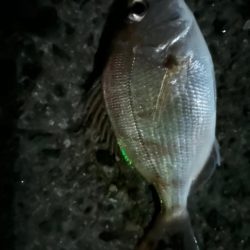 エビ巻き釣りで7目