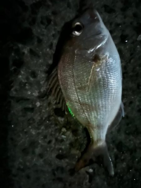 エビ巻き釣りで7目