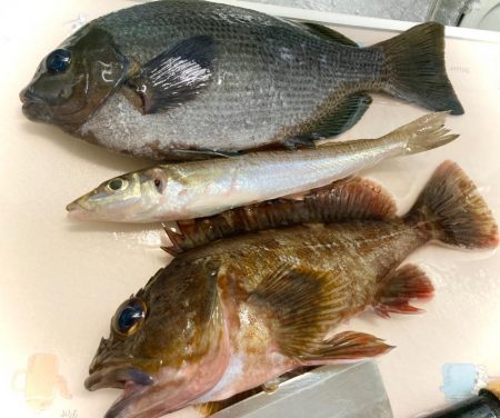 エサヘッド面白すぎにゃ！