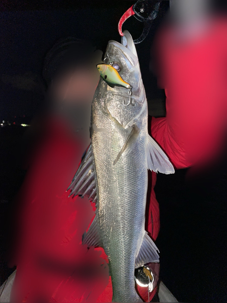 ボートシーバス