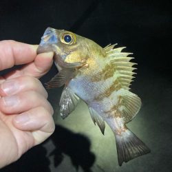 厳しい釣り納め