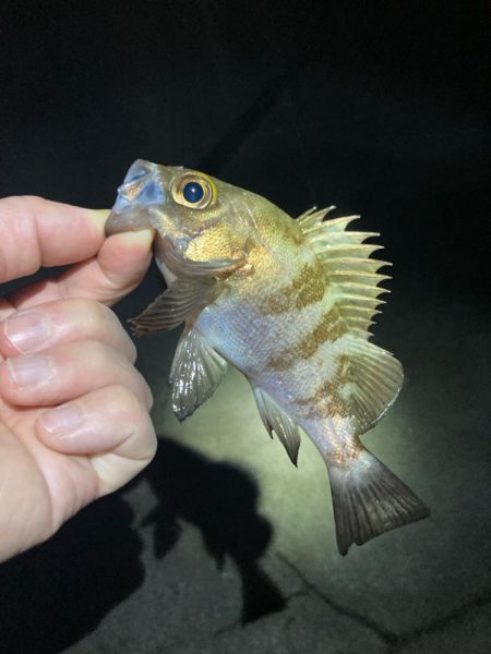 厳しい釣り納め