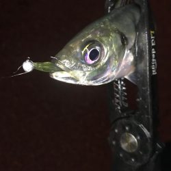 山陰アジング冬の陣