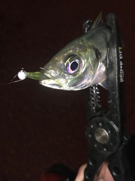 山陰アジング冬の陣