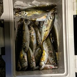 淡路島、爆風アジング