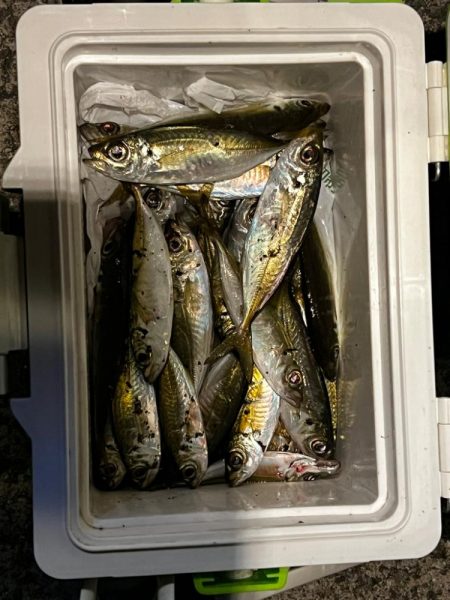 淡路島、爆風アジング