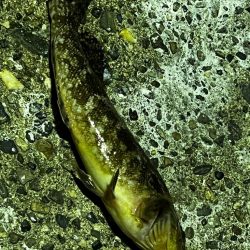 とにかくアジを釣りたくて