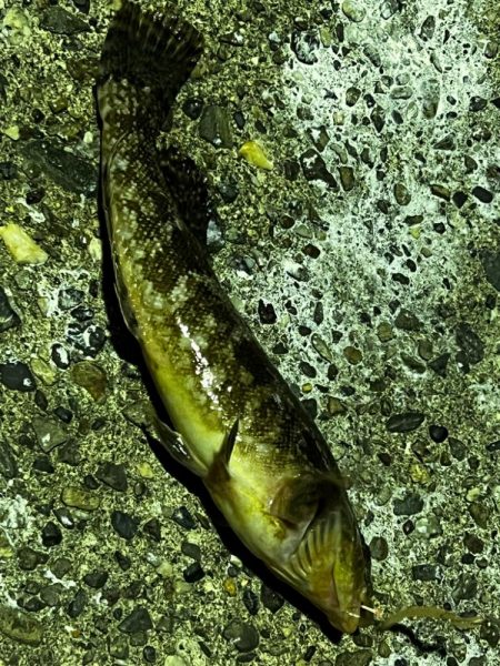 とにかくアジを釣りたくて