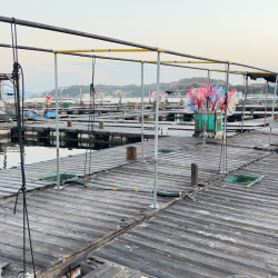 ハマチ・タイ/ウキ釣り