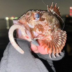 年末釣行の結末