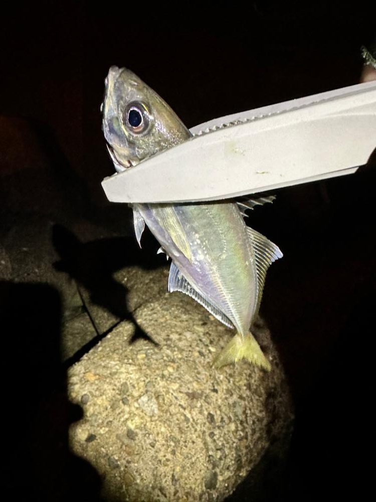 強風の中のアジング