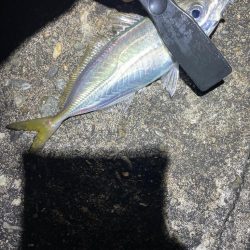 ナイトアジング