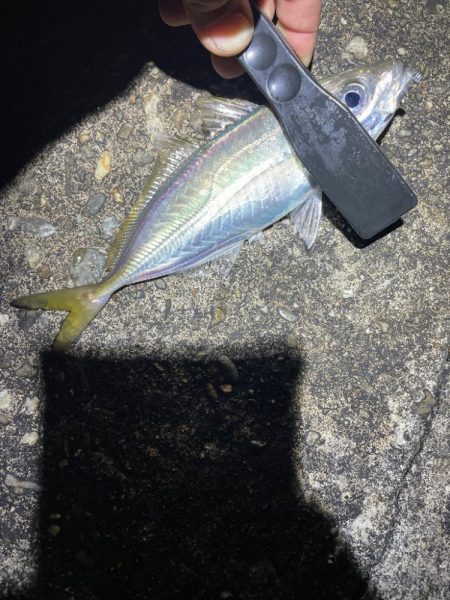 ナイトアジング