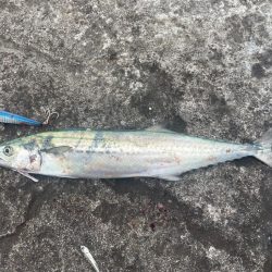 初場所ショアジギ!