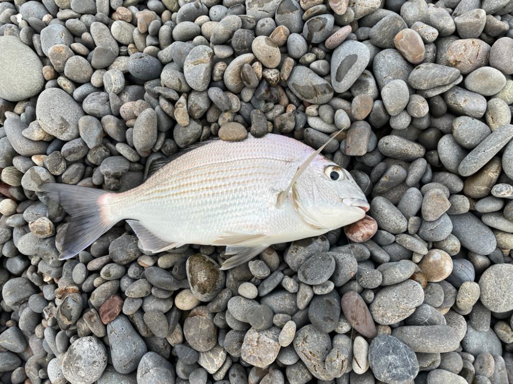 煙樹ヶ浜でカゴ釣り