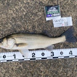 釣り始めは小雨が降り