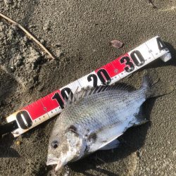 サーフフィッシング