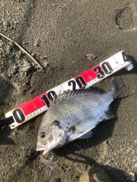 サーフフィッシング