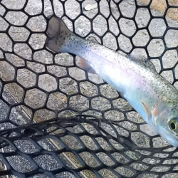 ボトムスプーン強し