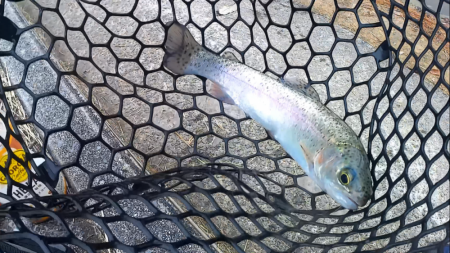 ボトムスプーン強し