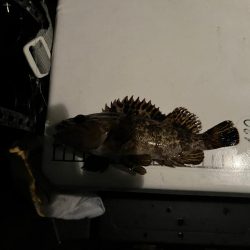 極寒ライトゲーム